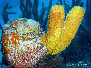 Yellow Sponges/Photographed with a Canon G11 at Belize. by Laurie Slawson 
